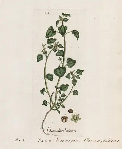 Chenopodium Vulvaria (Plate 240) - Stinkender Gänsefuß stinking goosefoot / Heilpflanzen medicinal plants Kräu