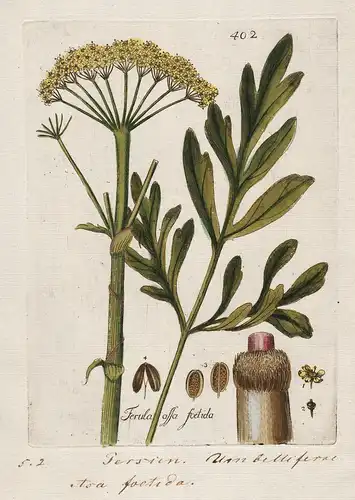 Ferula assa foetida (Plate 402) - Asant Iran / Heilpflanzen medicinal plants Kräuter Kräuterbuch herbal / Bota