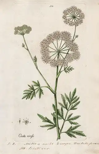 Cicuta virosa (Plate 378) - cowbane Wasserschierling / Heilpflanzen medicinal plants Kräuter Kräuterbuch herba