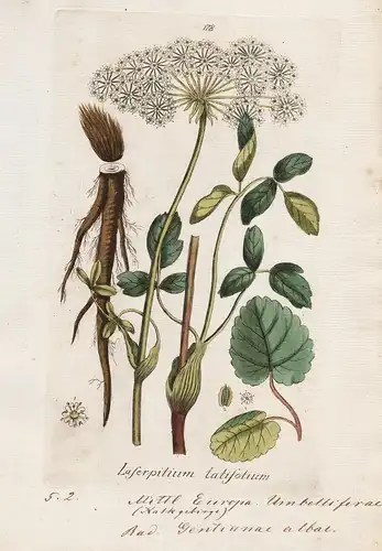 Laserpitium latifolium (Plate 178) - Breitblättriges Laserkraut broad-leaved sermountain / Heilpflanzen medici