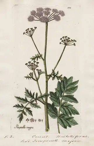 Pimpinella magna (Plate 504) - greater burnet-saxifrage Große Bibernelle Orient / Heilpflanzen medicinal plant