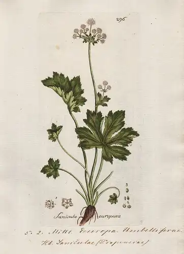 Sanicula europaea (Plate 296) - sanicle Wald-Sanikel / Heilpflanzen medicinal plants Kräuter Kräuterbuch herba