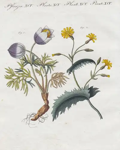 Teutsche Giftpflanzen - 1) Die violette Anemone - 2) Der Gift-Lattich. Pflanzen XCV. - Giftpflanzen poisonous