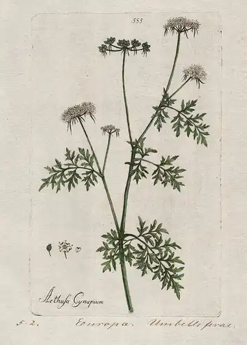 Aethusa Cynapium (Plate 555) - Hundspetersilie fool's parsley / Heilpflanzen medicinal plants Kräuter Kräuterb