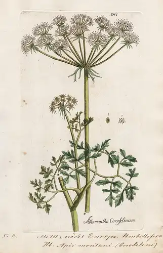 Athamanta oreoselinum (Plate 381) - Berg-Haarstrang / Heilpflanzen medicinal plants Kräuter Kräuterbuch herbal