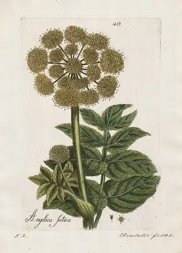 Angelica sativa (Plate 413) - garden angelica Arznei-Engelwurz / Heilpflanzen medicinal plants Kräuter Kräuter
