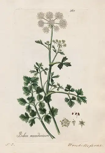 Bubon macedonicum (Plate 367) - Athamanta macedonica / Heilpflanzen medicinal plants Kräuter Kräuterbuch herba