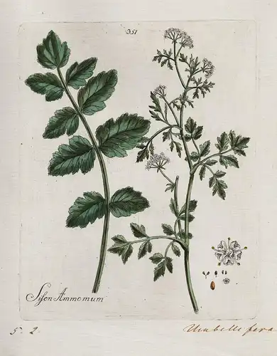 Sison Ammomum (Plate 351) - Muskatkraut / Heilpflanzen medicinal plants Kräuter Kräuterbuch herbal / Botanica