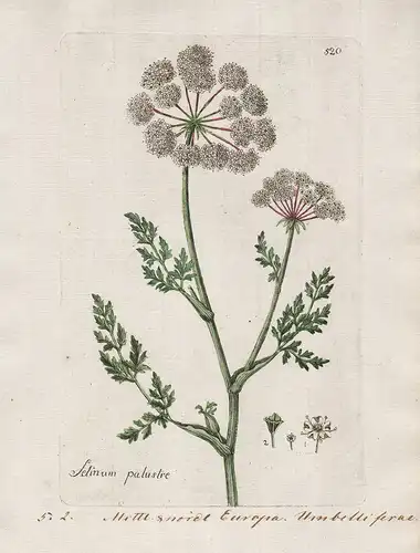 Selinum palustre (Plate 520) - Sumpf-Haarstrang milk-parsley / Heilpflanzen medicinal plants Kräuter Kräuterbu