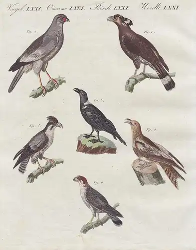 Afrikanische Vögel - 1) Der Bascha - 2) Der Singfalke - 3) Der Corbivan - 4) Der Geismelker mit dem Gabelschwa
