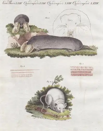 1) Die Canadische Ratte - 2) Die weiße Hausmaus / Vierf. Thiere LXXIV. - Ratte rat Ratten rats Maus Hausmaus h