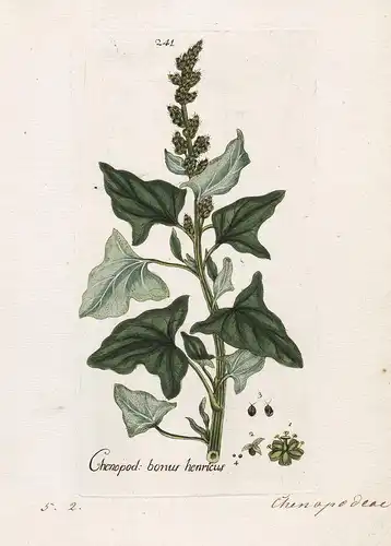 Chenopod: bonus henricus (Plate 241) - Guter Heinrich Good-King-Henry / Heilpflanzen medicinal plants Kräuter