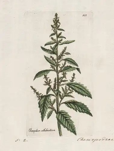 Chenopodium anthelminticum (Plate 507) - Wurmsamen-Drüsengänsefuß Amerikanisches Wurmkraut / Heilpflanzen medi