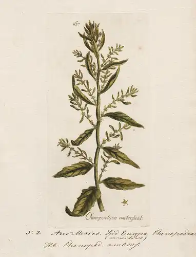 Chenopodium ambrosioid (Plate 167) - Gänsefüße goosefoots Mexiko Mexico / Heilpflanzen medicinal plants Kräute