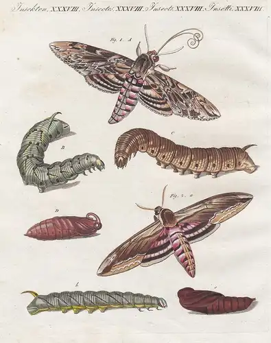 Schöne teutsche Schmetterlinge - 1) Der Windenschwärmer - 2) Der Ligusterschwärmer / Insekten XXXVIII - Winden