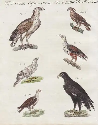 Afrikanische Vögel - 1) Der Greifadler - 2) Der Haubenadler - 3) Der Weissling - 4) Der Singadler - 5) Der Was