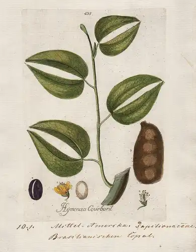 Hymenaea courbaril (Plate 435) - courbaril Caribbean South America / Heilpflanzen medicinal plants Kräuter Krä