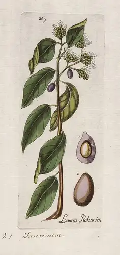 Laurus Picturim (Plate 269) - Nectandra pichurim South America Südamerika / Heilpflanzen medicinal plants Kräu