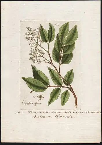 Copaifera officin. (Plate 159) - Venezuela Trinidad Tobago South America / Heilpflanzen medicinal plants Kräut