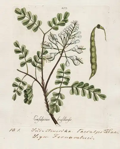 Caesalpinia brasiliensis (Plate 452) - South America Südamerika / Heilpflanzen medicinal plants Kräuter Kräute