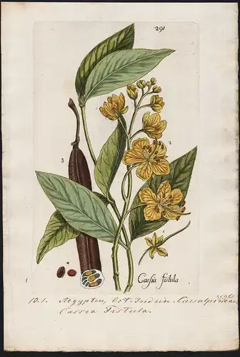 Cassia fistula (Plate 291) - Röhren-Kassie golden shower Egypt India Ägypten Indien / Heilpflanzen medicinal p