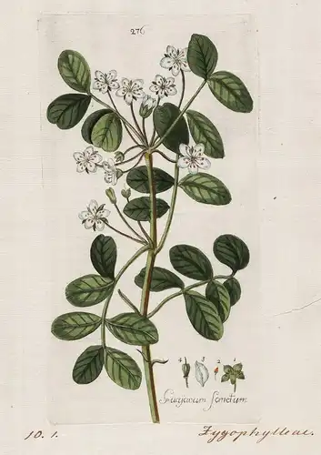 Guajacum sanctum (Plate 276) - holywood Mexico Florida Caribbean / Heilpflanzen medicinal plants Kräuter Kräut