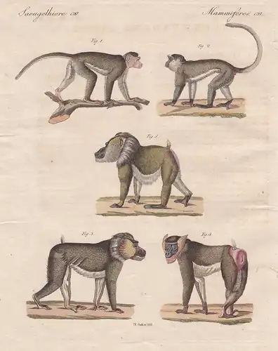 (Säugethiere CXI) - Merkwürdige Affen - die Meerkatze mit strahligem Haar, oder der Tock, der Vervet und der D