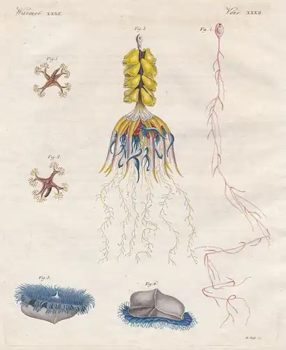 Würmer XXXII - Merkwürdige Strahlthiere - 1/2) Die vierhornige Lucernaria - 3) Die Atlantische Physophore - 4)