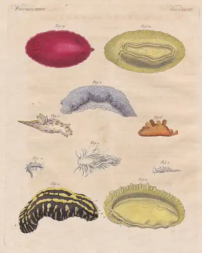 Würmer XXXIV - Merkwürdige Mollusken - 1/2) Die Phyllidie mit drei Linien - 3/4) Der schneckenartige Rückenfus