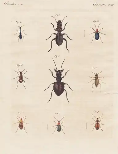 Insecten XCIV - Merkwürdige Käfer - Kneipkäfer / Waldcicindele / Kopfkäfer / Engelhalskäfer / Anthia / Bombard