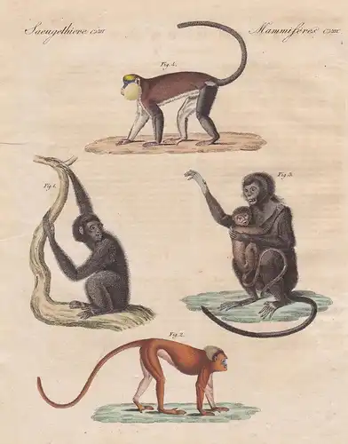 Saeugethiere CVIII - Merkwürdige Affen - 1) Der Siamang - 2) Der Cimepeye - 3) Der Mohrenaffe - 4) Die Mone /