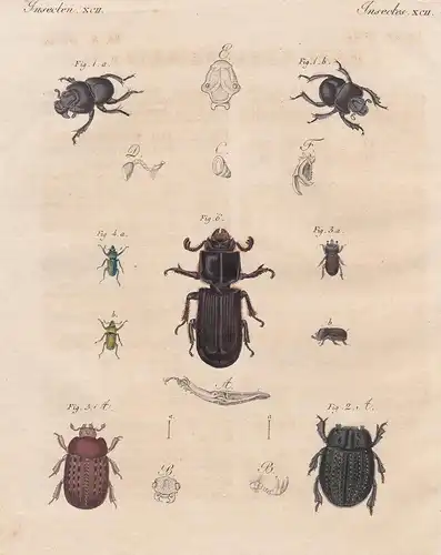 Merkwürdige Käfer - der grossköpfige Zwiebelhornkäfer, der Gries-Erdkäfer, der walzenförmige Baumnager, der la