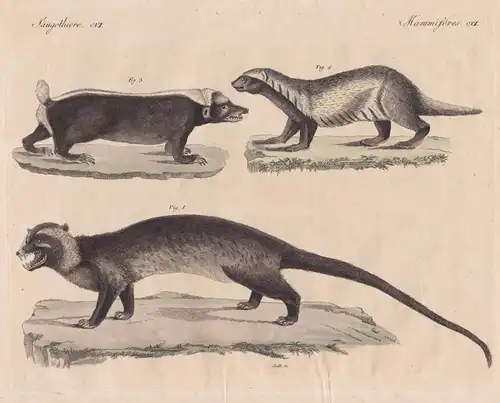 Säugethiere CVI - Merkwürdige Stinkthiere  -1) Die Musanga - 2) Der Grison - 3) Der Telagon - Stinktier skunk