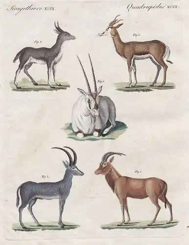 Säugethiere XCIX - Die weisse Antilope - Der Rietbock - Euchora Antilope - Die blaue Antilope - Die Chealine -