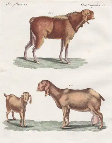 Säugethiere CII - Die aigyptische Ziege - Ziegen Ägypten Egypt goat Ziegens goats Paarhufer even-toed ungulate