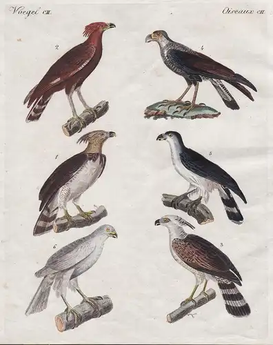 Vögel CII - Die grosse Harpye - Der Schopfadler - Der kleine Adler von Guiana - Der Karakara - Der Cymindis -