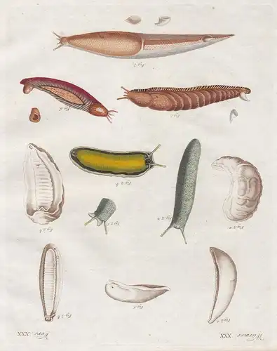 Würmer XXX - Die milchweisse Limacelle - Das Onchidium - Sloane's Onchidium - Der glatte Veronicellus - Der hö