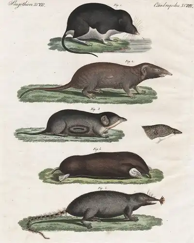 Säugethiere XCVIII. - Merkwürdige Spitzmäuse - 1) Die Wasser-Spitzmaus. - 2)  Die indische Spitzmaus. - 3) Die