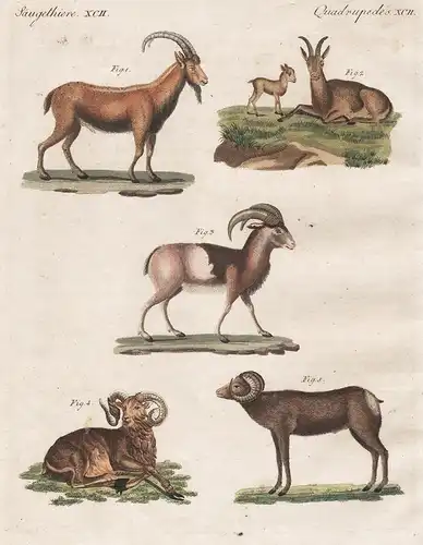 Säugethiere. XCII. - 1 u. 2 Der Pasang oder wilde Bock. - 3) Der Mufflon oder Sardinische Widder. - 4)  Der af