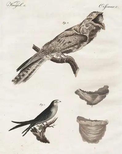 Vögel C. -  Merkwürdige Vögel - 1) Die Salangan Schwalbe. - 2) Die grosse Nachtschwalbe.- Swiftlet Nightjar Na