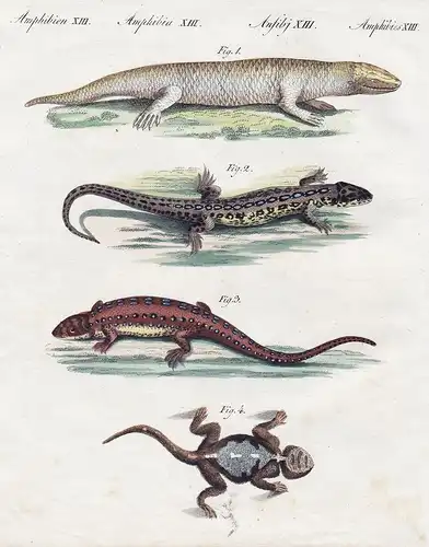 Amphibien XIII. - 1) Der Stink. - Die graue Eidechse. 2) Das Männchen. 3) Das Weibchen. - 4) Die Dorneidechse