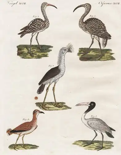 Vögel XCVII. - Merkwürdige Vögel - 1) Der gemeine Brachvogel. - 2) Der Regen-Brachvogel. - 3) Der Cariama. - 4