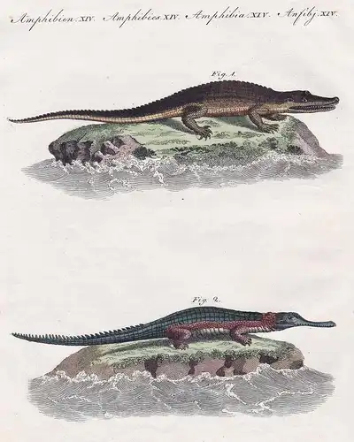 Amphibien XIV. - 1) Das Amerikanische Crocodil. - 2) Der Gavial, oder das Ganges-Crocodil. - Krokodil crocodil