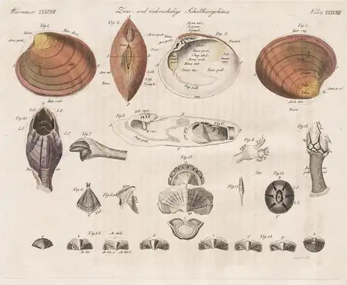 Würmer XXXVIIII - XXXIXX - Zwei- und Mehrschaalige Conchyliengehäuse oder Muscheln - Muschel shell Conchylien