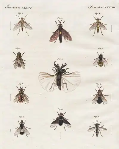 Insecten LXXXVII. - 1) Kirby's Fächerflügel. - 2) Die Schnepfen-Rhagie. - 3) Der langgestreckte Mydas. - 4) Di