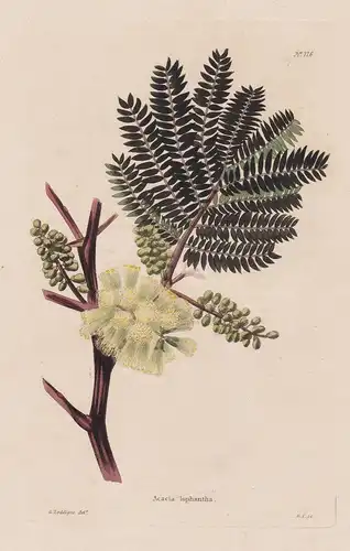 Acacia lophantha - Australia Australien flowers Blumen flower Blume Botanik botany botanical