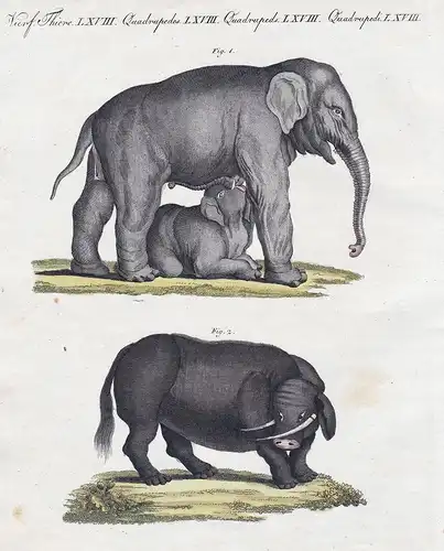 Vierf. Thiere LXXVIII. - 1) Das säugende Elephanten-Weibchen. - 2) Der Sukotyro - Elefant elephant Sukotyro Ja
