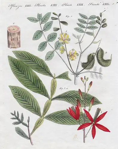 Pflanzen LXXX. - 1) Die Sennesblätter-Cassie. - 2) Die bittere Quassia. - Alexandrinische Senna Quassiabaum bi