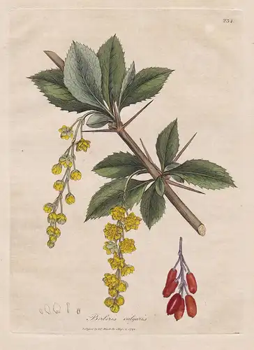 Swietenia Mahagoni - India Indien small-leaved mahogany Arznei Arzneipflanzen Pflanze medicinal plants flowers