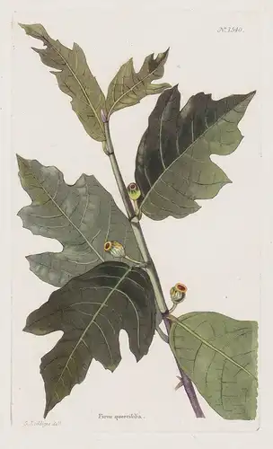 Ficus quercifolia - Myanmar Botanik botany botanical